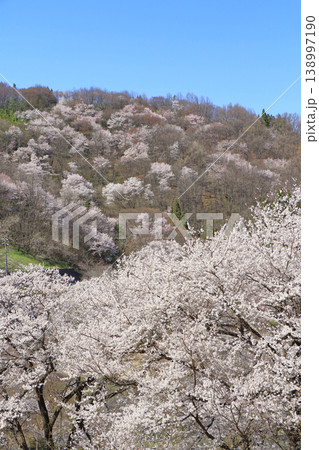 陸郷の山桜 長野県池田町 陸郷の山桜 長野県池田町 138997190