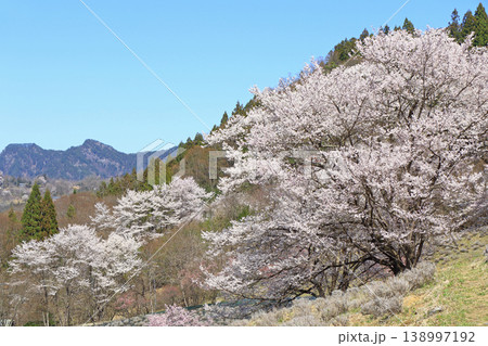 陸郷の山桜 長野県池田町 陸郷の山桜 長野県池田町 138997192