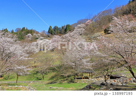 陸郷の山桜 長野県池田町 陸郷の山桜 長野県池田町 138997193