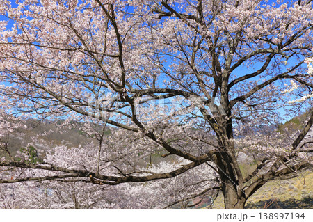 陸郷の山桜 長野県池田町 陸郷の山桜 長野県池田町 138997194