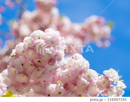 青空に映える八重桜の大房 青空に映える八重桜の大房 138997395