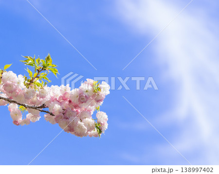 雲流れる空と八重桜 雲流れる空と八重桜 138997402