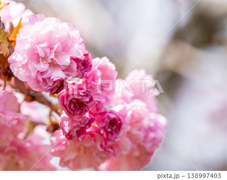 華やかな濃桃の八重桜 138997403
