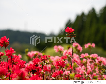久留米つつじ 一本立ちの花 138997410
