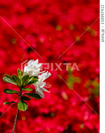 白花が浮かぶつつじ背景 白花が浮かぶつつじ背景 138997412