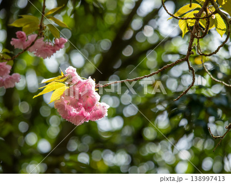 玉ボケに包まれる八重桜 玉ボケに包まれる八重桜 138997413