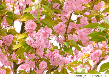 満開の八重桜 満開の八重桜 138997594