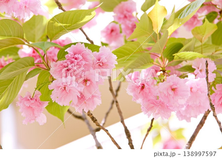 満開の八重桜 138997597