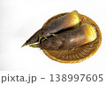 新鮮な朝採れタケノコ 138997605