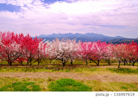 榛名山を背景に咲く花桃 榛名山を背景に咲く花桃 138997619