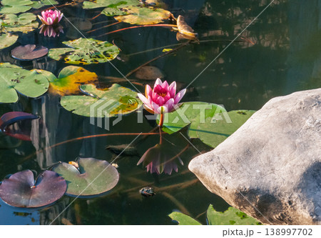 Pink water lilies bloom on a calm pond surface with green lily pads and a large rock on a sunny day 138997702