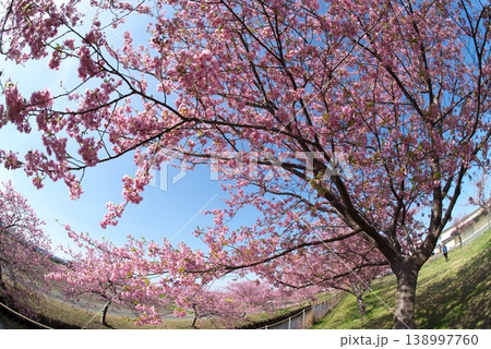 青空に映える河津桜 138997760