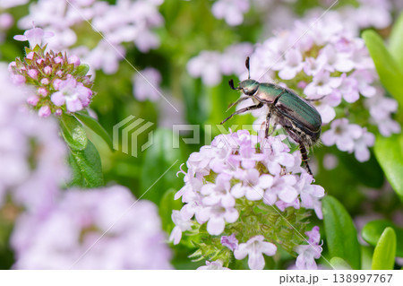 ワイルドタイムの花の上を移動するコガネムシ 138997767