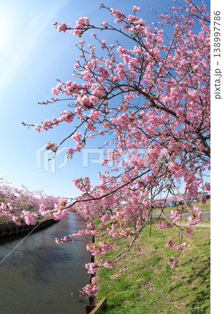 河津桜のある風景 河津桜のある風景 138997786