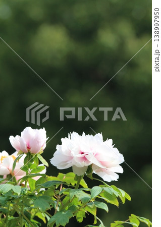 牡丹園に咲く白い牡丹の花と新緑の背景(コピースペースあり) 牡丹園に咲く白い牡丹の花と新緑の背景(コピースペースあり) 138997950
