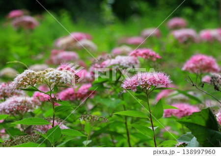ピンク色のシモツケの花 138997960
