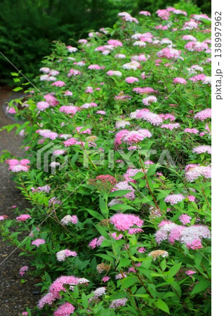 ピンク色のシモツケの花 ピンク色のシモツケの花 138997962