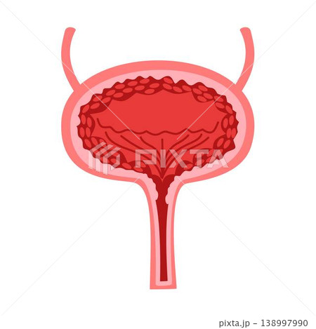 male urinary bladder organ internal 138997990