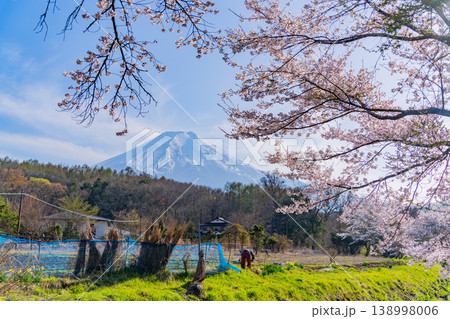 (山梨県)忍野村・新名庄川の桜と富士山 (山梨県)忍野村・新名庄川の桜と富士山 138998006