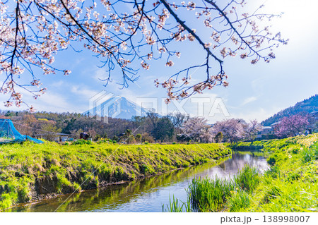（山梨県）忍野村・新名庄川の桜と富士山 138998007