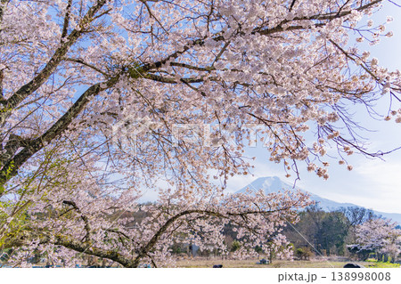 （山梨県）忍野村・新名庄川の桜と富士山 138998008