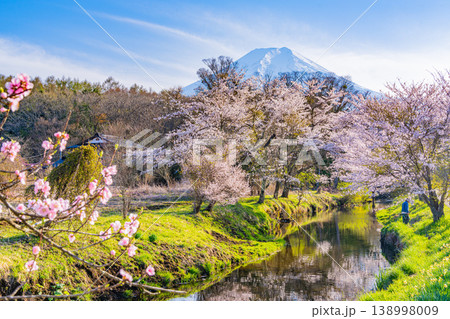 （山梨県）忍野村・新名庄川の桜と富士山 138998009