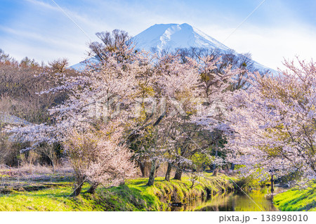 （山梨県）忍野村・新名庄川の桜と富士山 138998010