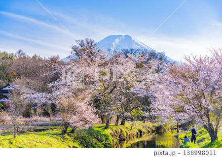 （山梨県）忍野村・新名庄川の桜と富士山 138998011