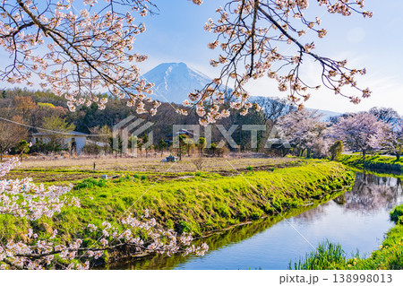 (山梨県)忍野村・新名庄川の桜と富士山 (山梨県)忍野村・新名庄川の桜と富士山 138998013