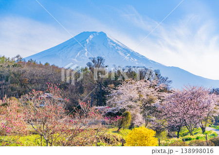 (山梨県)忍野村・新名庄川の桜と富士山 (山梨県)忍野村・新名庄川の桜と富士山 138998016