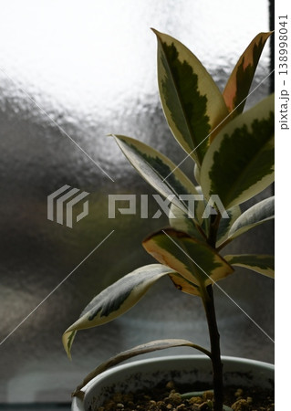 窓際の観葉植物 窓際の観葉植物 138998041
