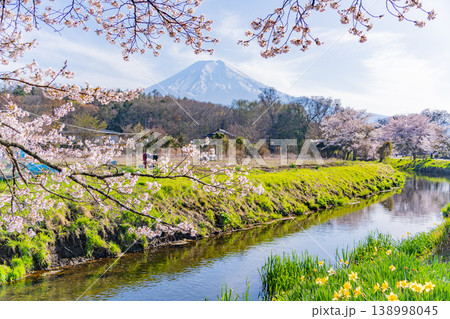 （山梨県）忍野村・新名庄川の桜・水仙と富士山 138998045