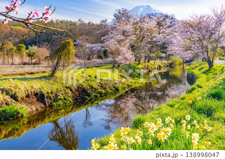 (山梨県)忍野村・新名庄川の桜・水仙と富士山 (山梨県)忍野村・新名庄川の桜・水仙と富士山 138998047