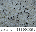 White rices destroyed by rice weevils. Rice weevils are scientifically known as Sitophilus Oryzae. 138998091