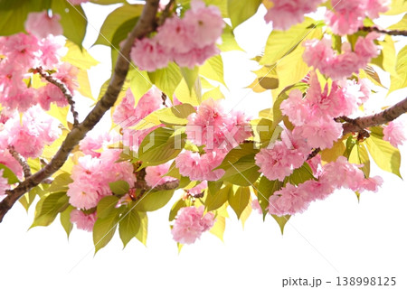 満開の八重桜 満開の八重桜 138998125