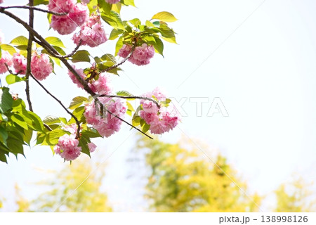 満開の八重桜 満開の八重桜 138998126