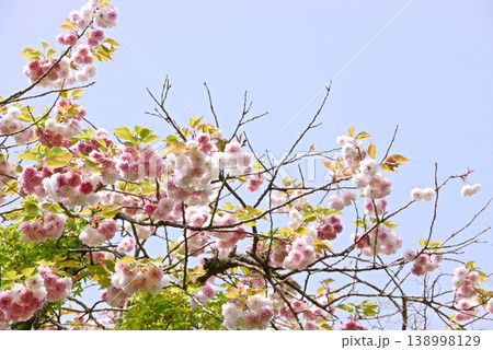 満開の八重桜 満開の八重桜 138998129