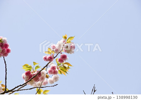 満開の八重桜 138998130