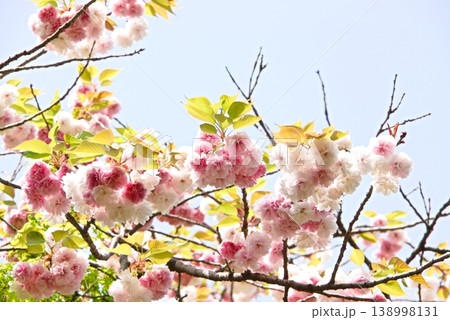 満開の八重桜 満開の八重桜 138998131
