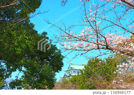 愛知県名古屋市、満開の桜と名古屋城の風景 138998177