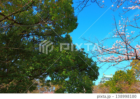 愛知県名古屋市、満開の桜と名古屋城の風景 138998180