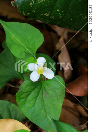 白いドクダミの花 白いドクダミの花 138998183