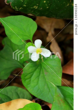 可憐なドクダミの花 可憐なドクダミの花 138998184
