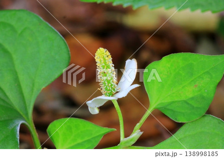 白いドクダミの花 138998185