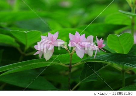 ピンク色の可愛い花 ピンク色の可愛い花 138998186