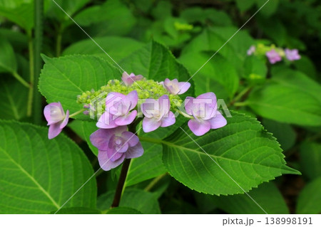 薄紫色の額紫陽花 138998191