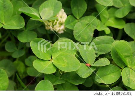 四葉のクローバー 138998192