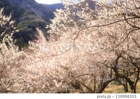 梅の花とつぼみ、白い花、梅、ピンク、初春の梅 梅の花とつぼみ、白い花、梅、ピンク、初春の梅 138998203