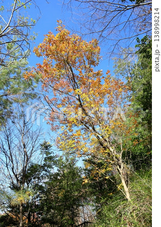 爽やか 紅葉 コナラの木 爽やか 紅葉 コナラの木 138998214