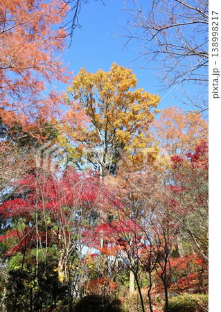 鮮やか　紅葉　クヌギの木 138998217